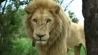 Lions On The Edge