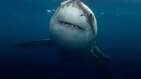 Shark Cam Strikes Back
