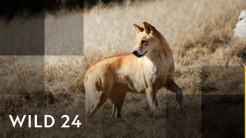 Wild 24: Australia - After The Mons