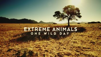 Extreme Animals: One Wild Day