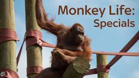 Monkey Life Specials