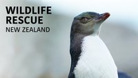 Wildlife Rescue New Zealand