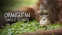 Orangutan Jungle School