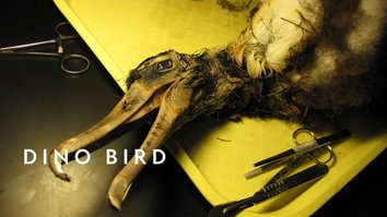 Dino Bird