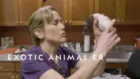 Exotic Animal ER