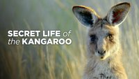 Secret Life Of The Kangaroo