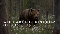 Wild Arctic: Kingdom Of Ice