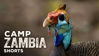 Camp Zambia