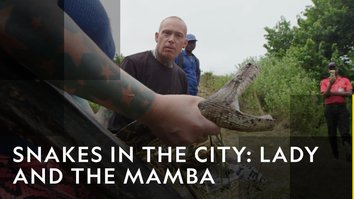 Snakes In The City: Lady & The Mamb