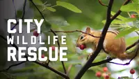 City Wildlife Rescue