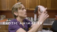 Exotic Animal ER