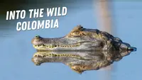 Into The Wild: Colombia