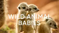 Wild Animal Babies