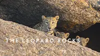 The Leopard Rocks