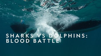 Sharks Vs Dolphins: Blood Battle