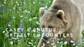 Casey & Brutus: Grizzly Encounters