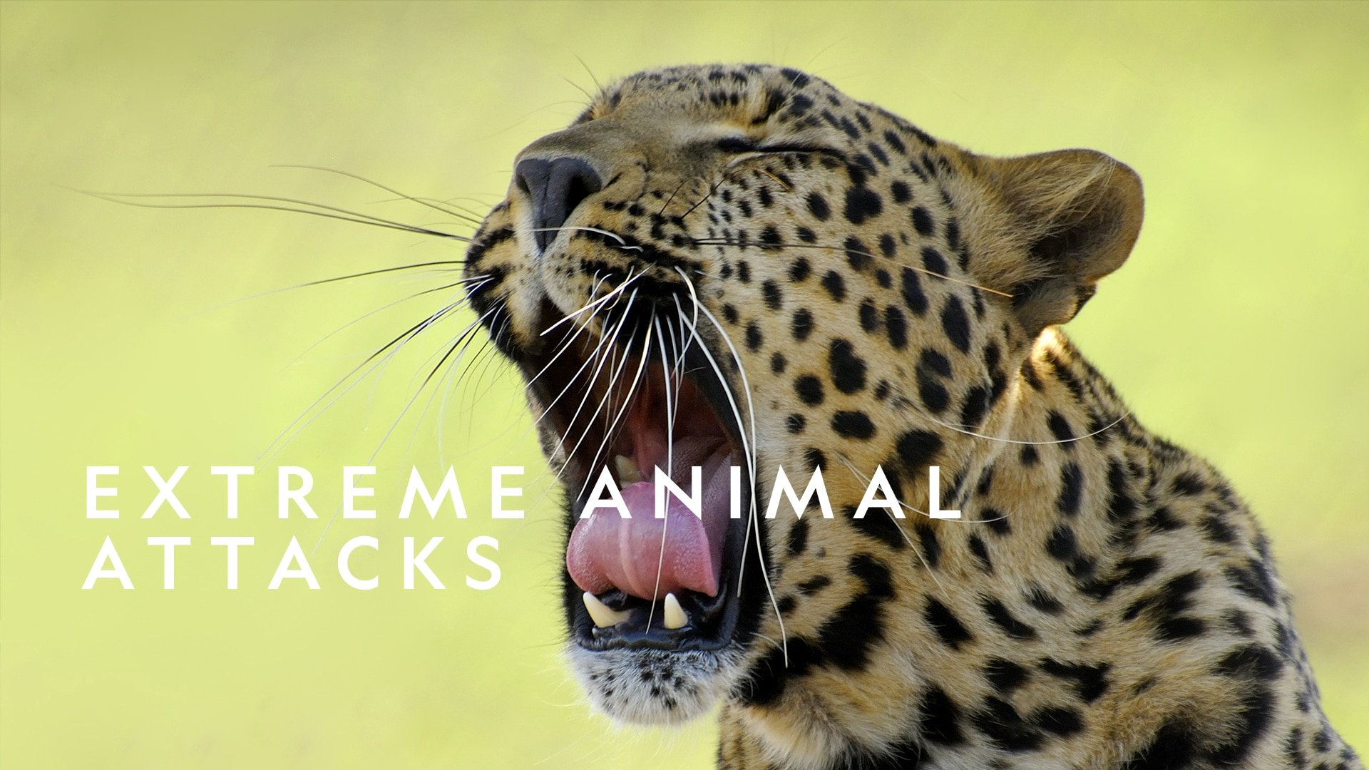 Watch Extreme Animal Attacks Season 1 Episode 1 Online - Stream Full  Episodes