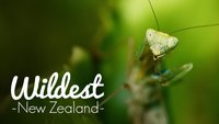 Wildest New Zealand