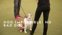 Dog Impossible: No Bad Dogs