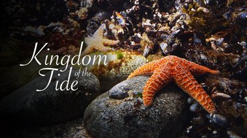 Kingdom Of The Tide