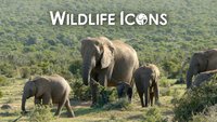 Wildlife Icons
